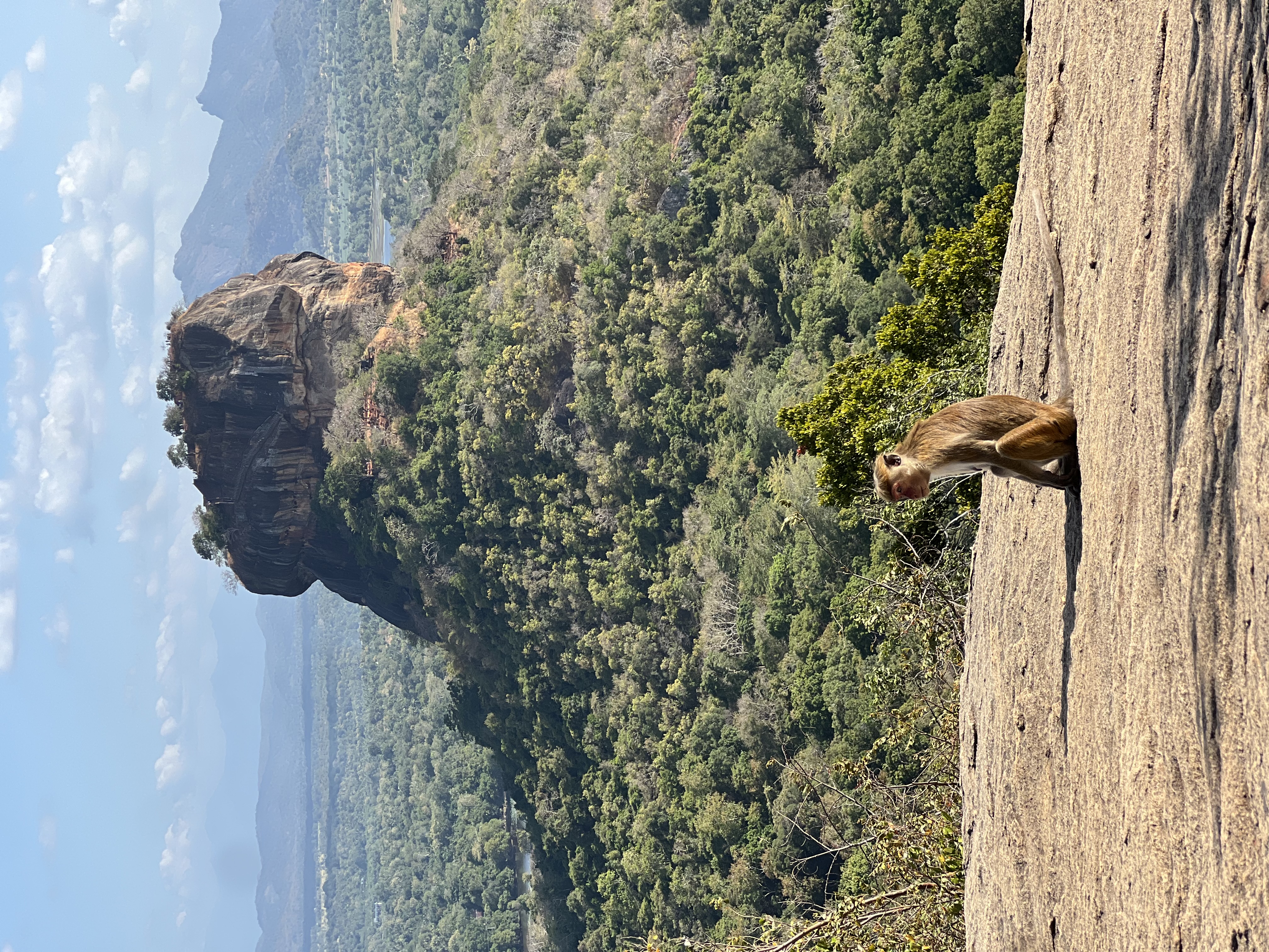 A friendly monkey enjoying the view of Sigiriya Lion Rock from Pidurangala Rock