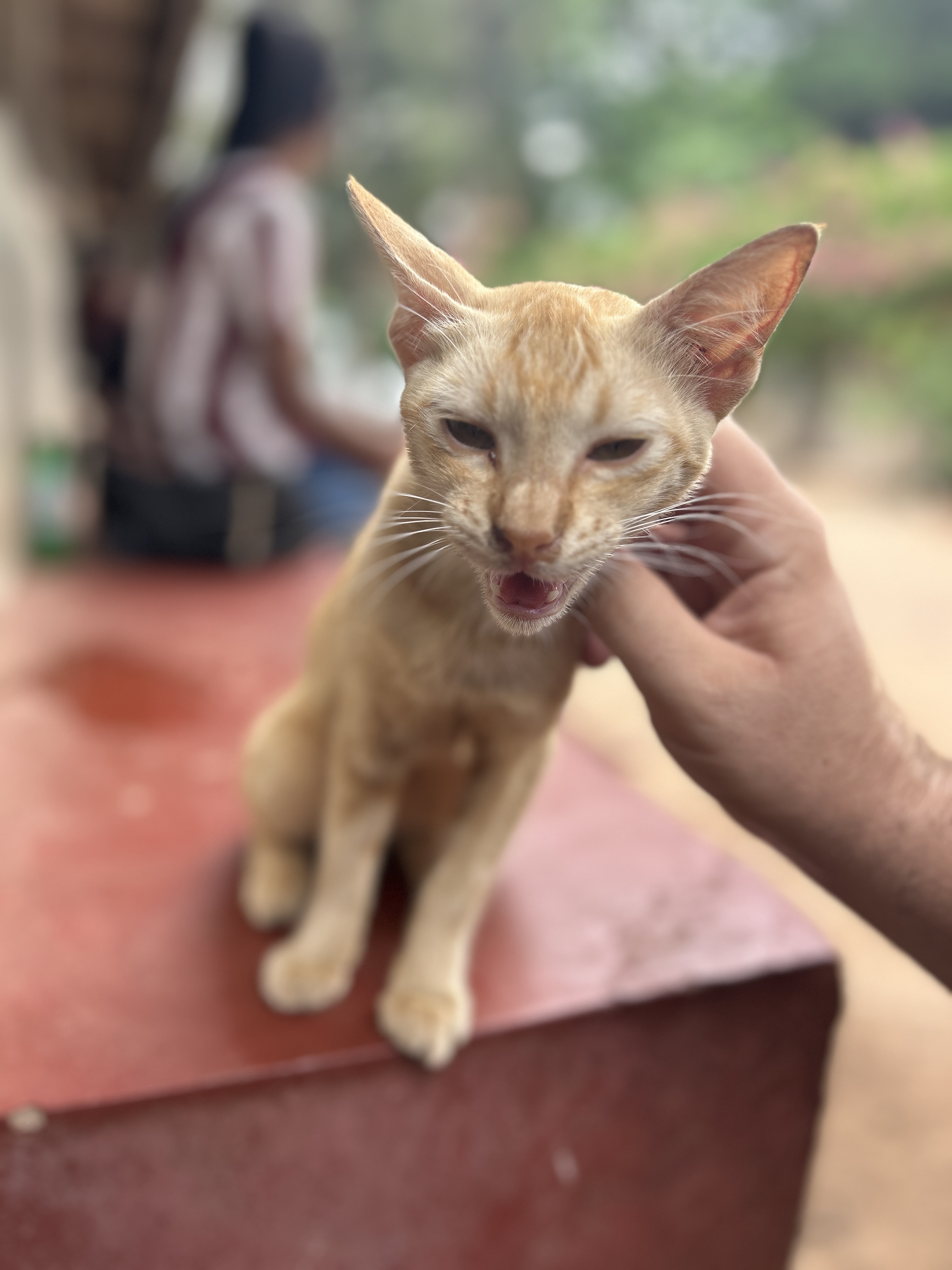 The latest local cat I found, which was in Negombo, Sri Lanka.