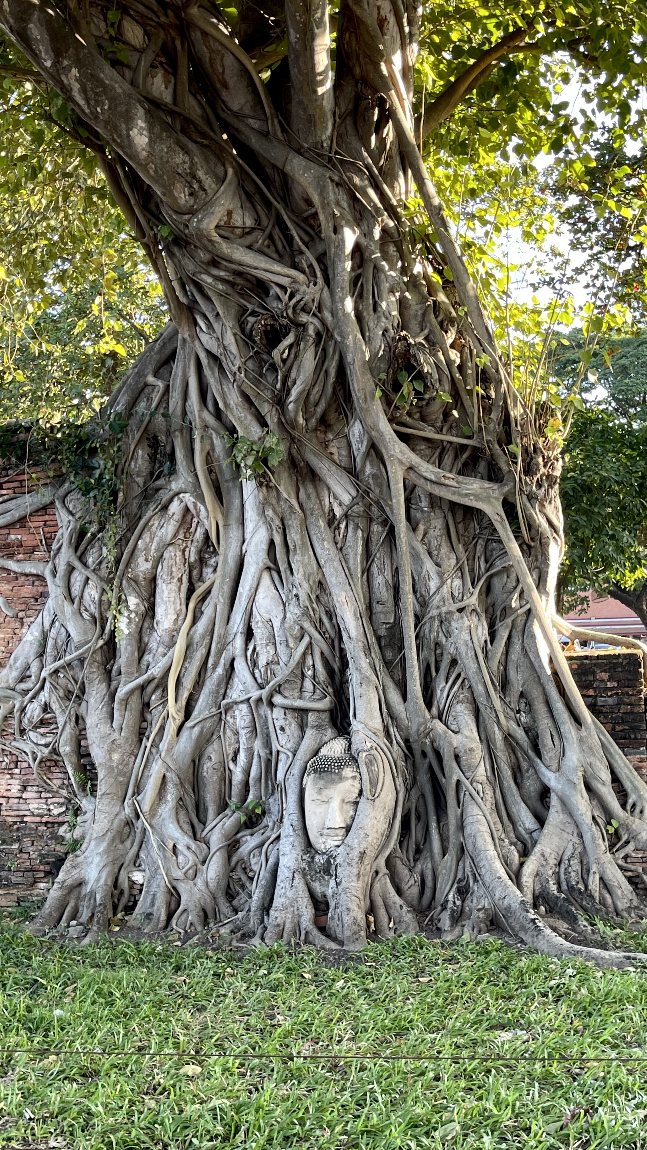 The Buddha Head in the Banyan Tree