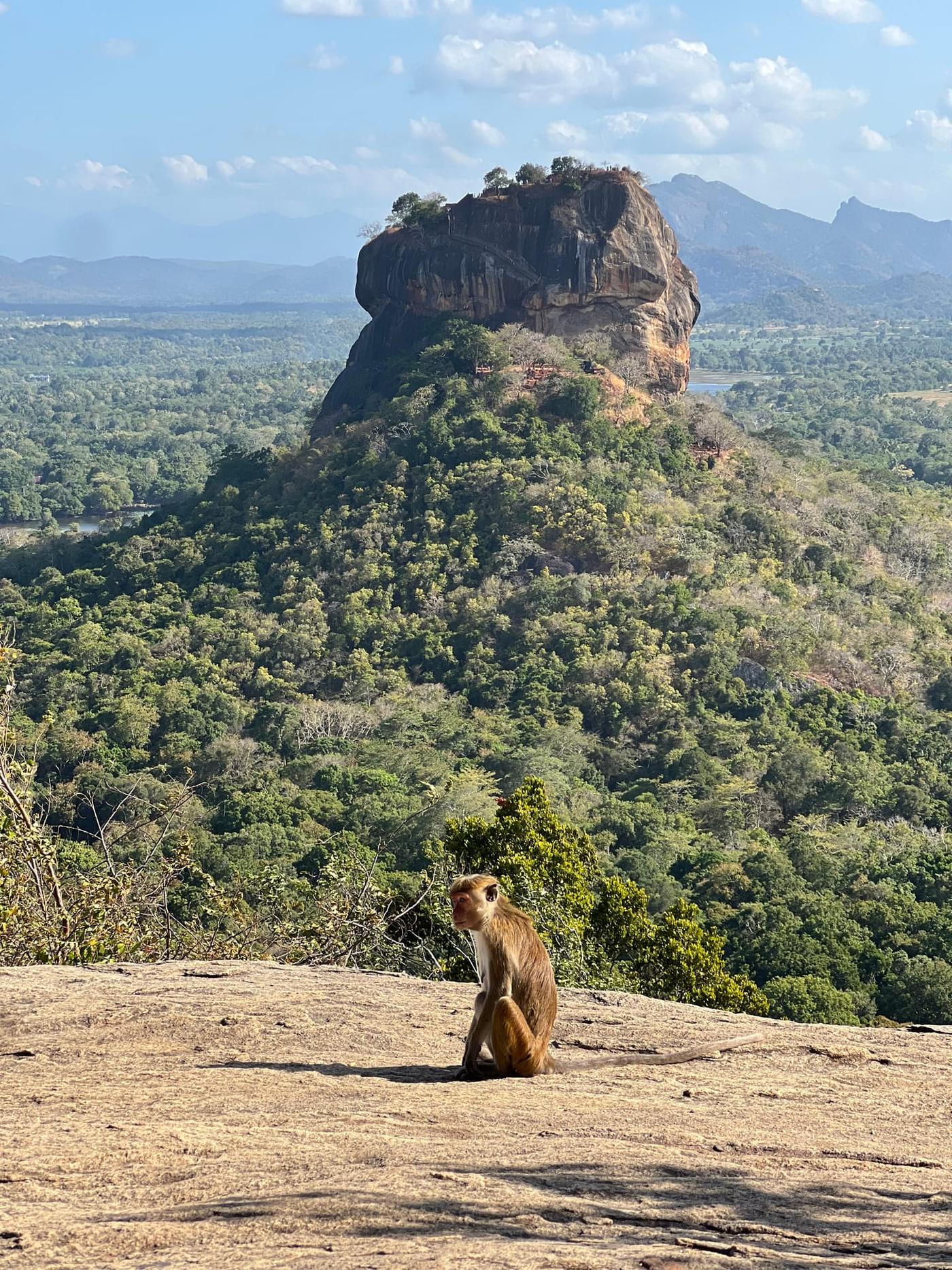 A friendly monkey enjoying the view of Sigiriya Lion Rock from Pidurangala Rock