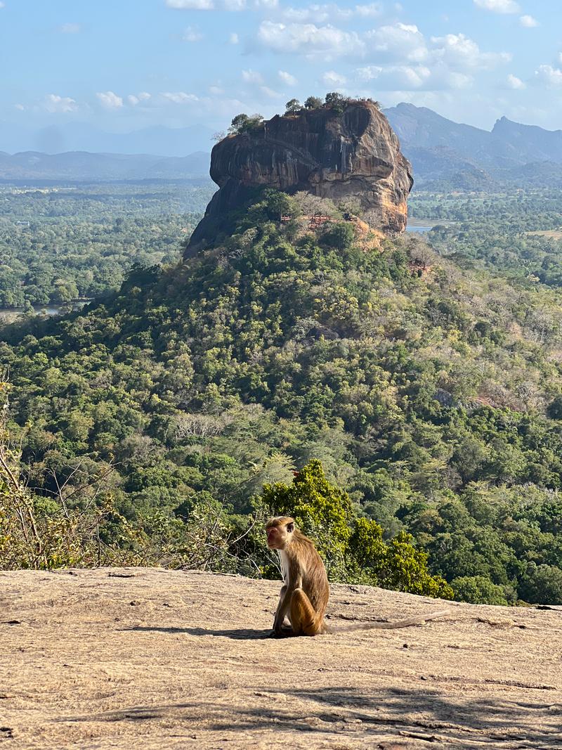 A friendly monkey enjoying the view of Sigiriya Lion Rock from Pidurangala Rock