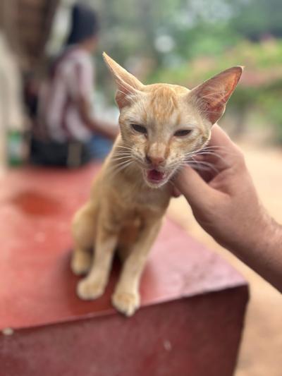 The latest local cat I found, which was in Negombo, Sri Lanka.