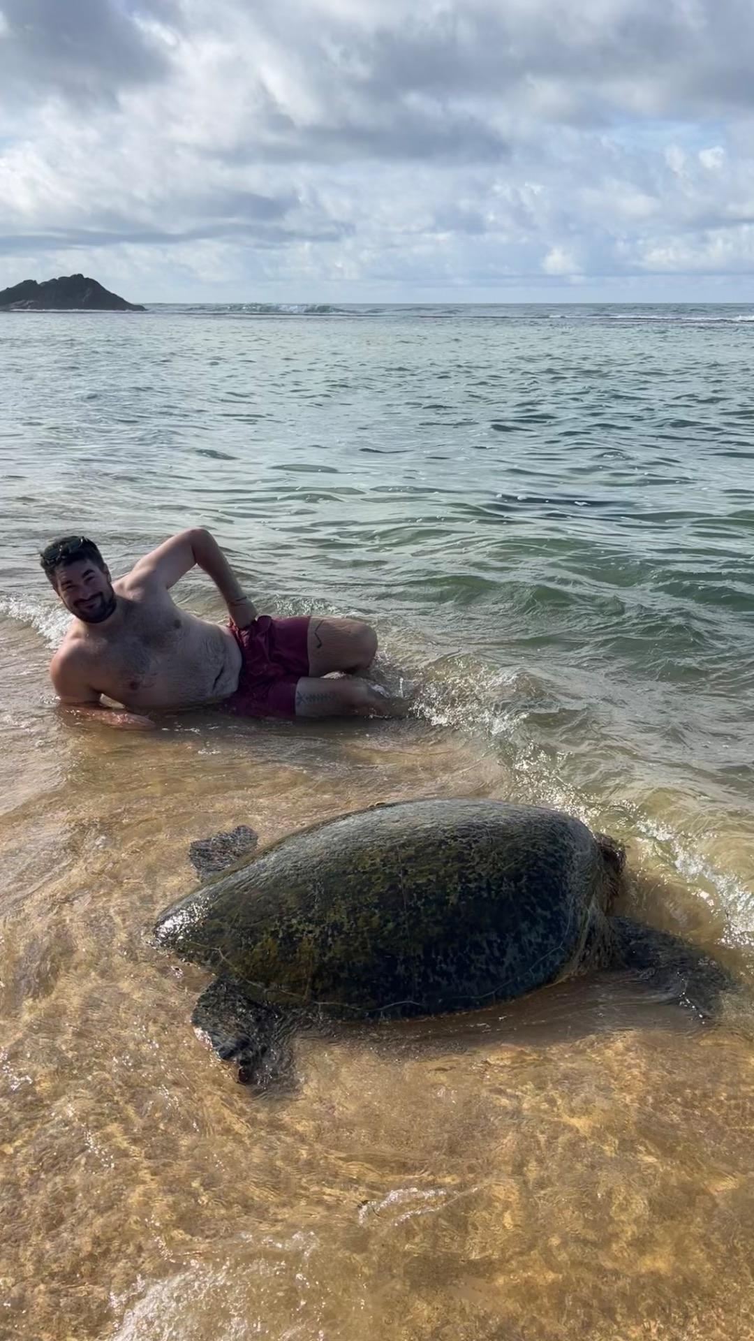 Just two turtles lounging in the sand