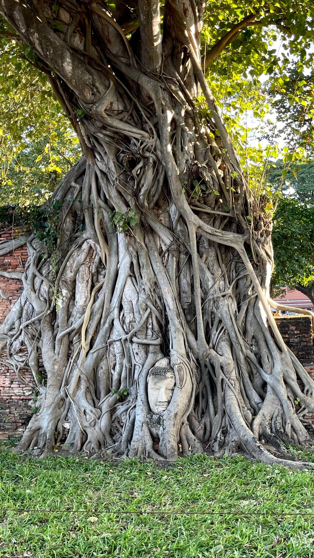 The Buddha Head in the Banyan Tree